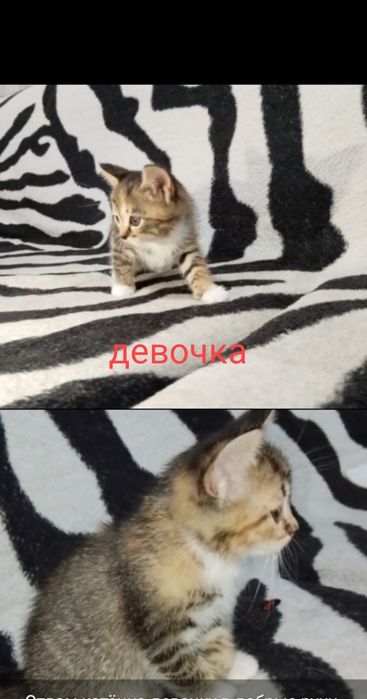 Отдам котят в добрые руки.