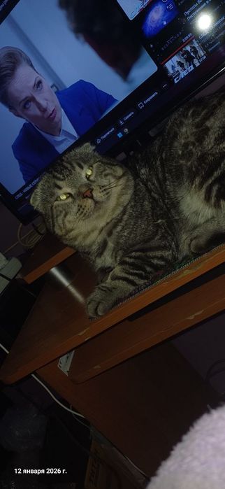 Отдам кота в хорошие руки к лотку приучен шотландский  вислоухий