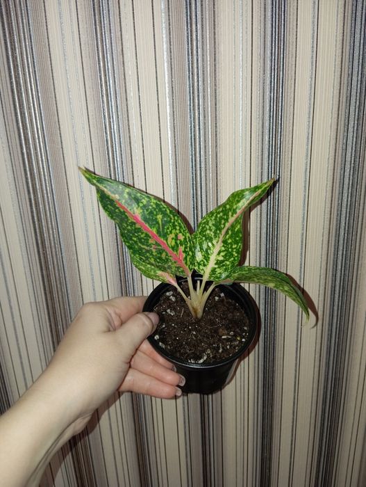 Продам Аглаонема разных сортов