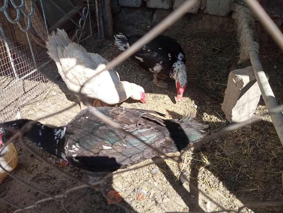 Индаутка индаутка