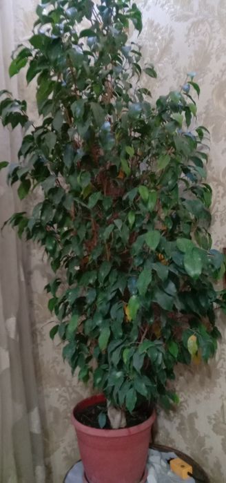 Продаю пальму финиковую.и фикус