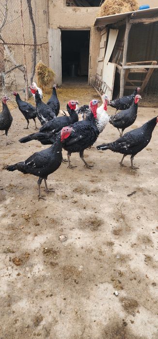 Induklar sotiladi kurkalar sotiladi harxilidan bor