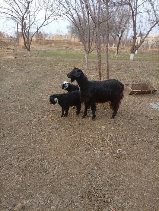 Она бола эчки сотилади