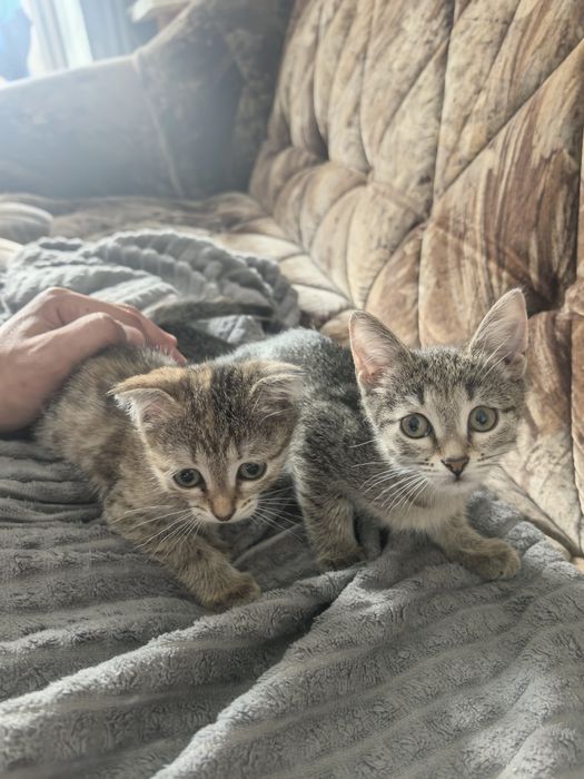 Домашние кошки отдам бесплатно