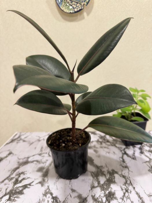 Фикус черный принц