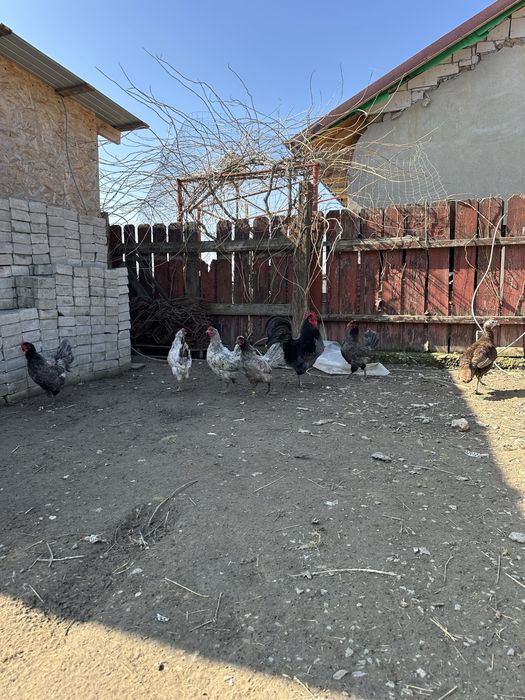 Oua pentru incubat Wiandotte si Australorp