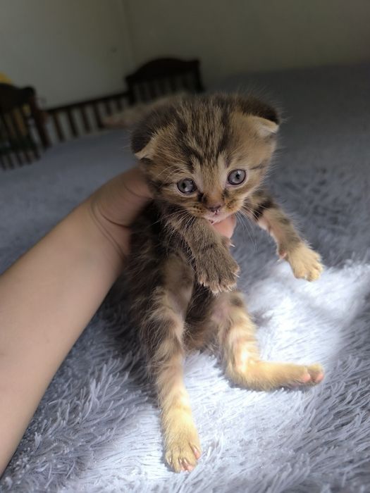 Продаются котята