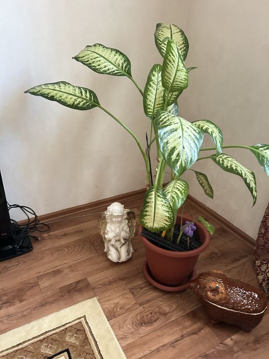 Цветок диффенбахия