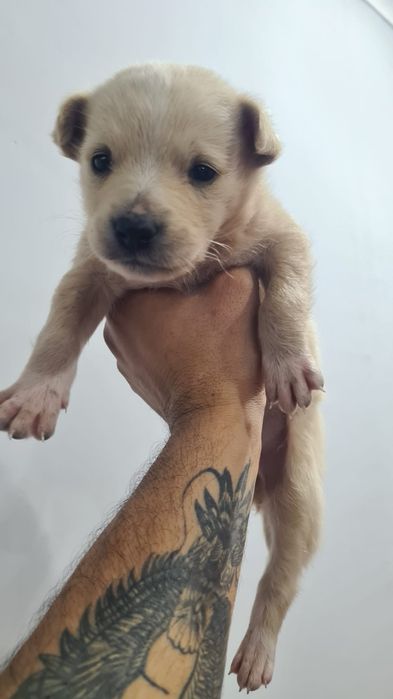 Отдаю щенка (самец) в хорошие руки