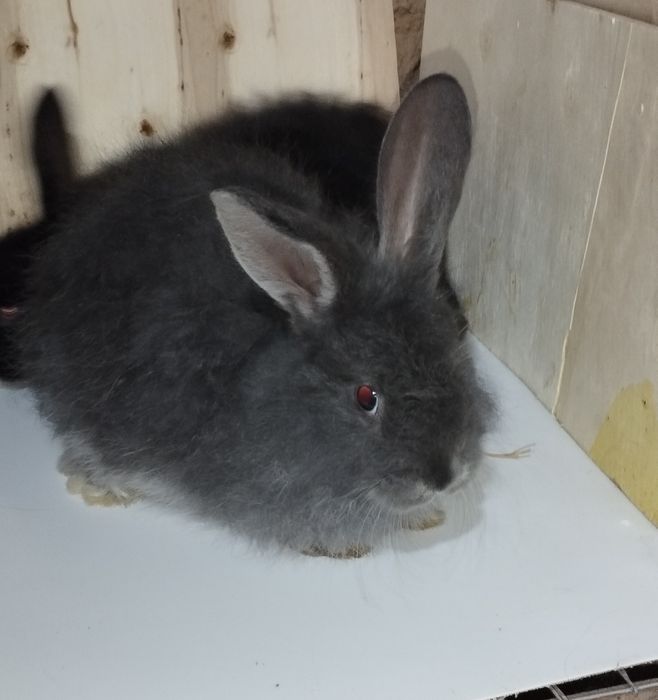 Кролик белоостевой продаётся