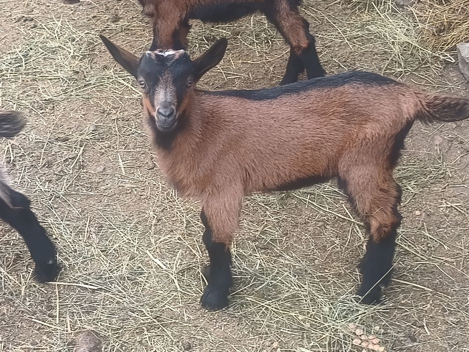 Iezi alpina franceza