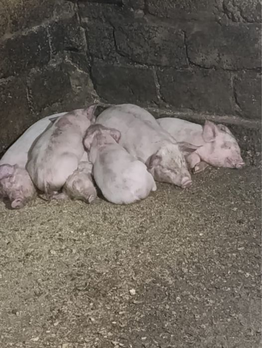 Поросята молодые