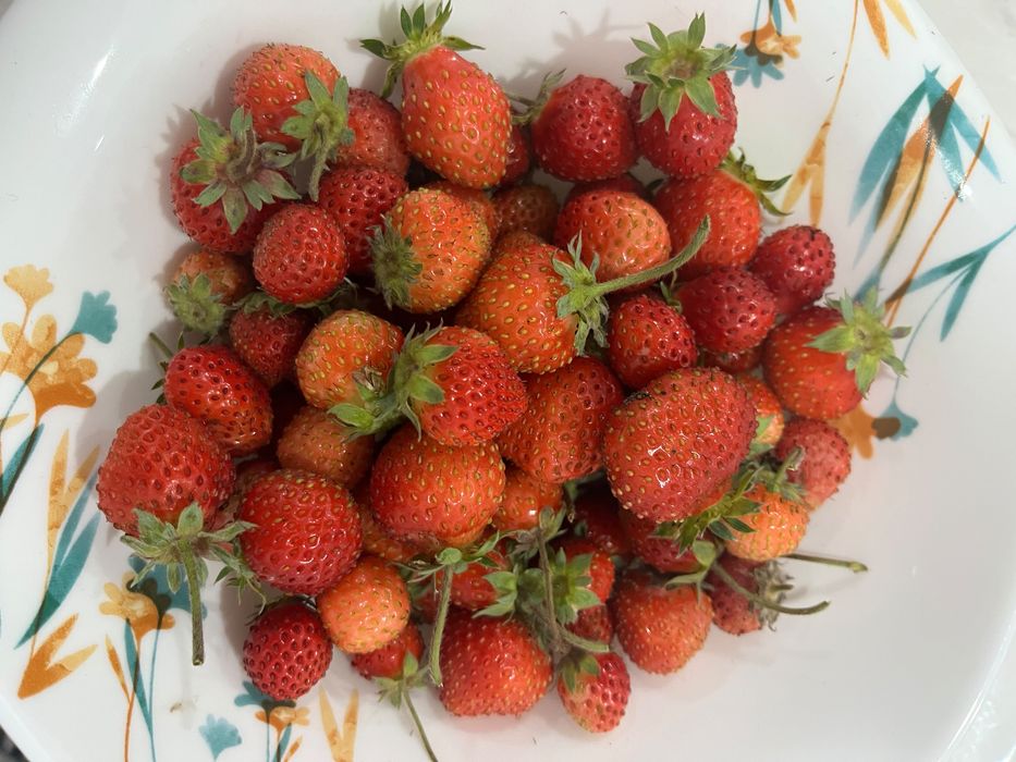 Продам саженцы клубники
