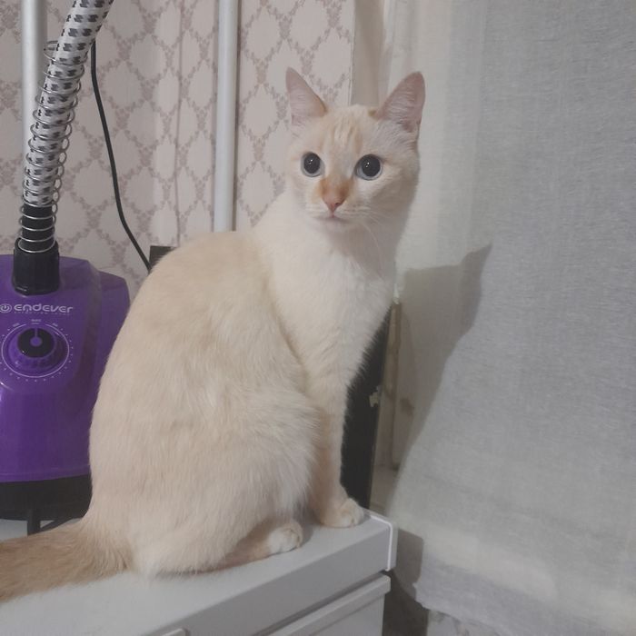 Отдам даром очень хорошее руки!