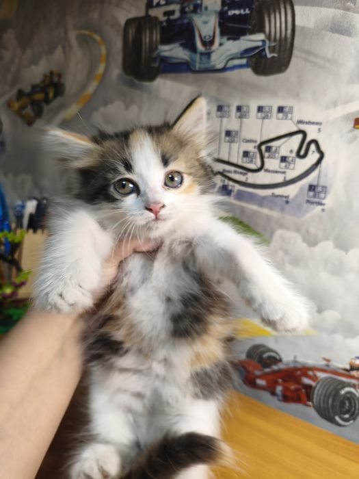 Котенок девочка 1,5 месяца