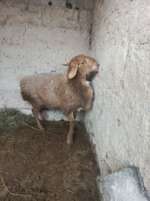 Қошқар сатылады Арашан порода