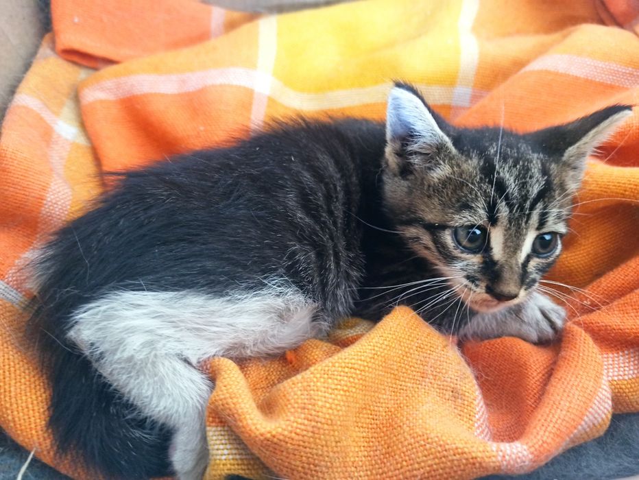 Котета търсят дом