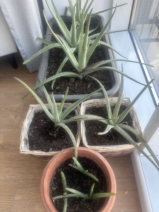 Алое лечебное, продам