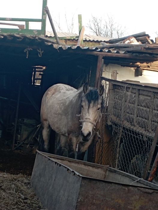 Лошадь жылкы айгыр