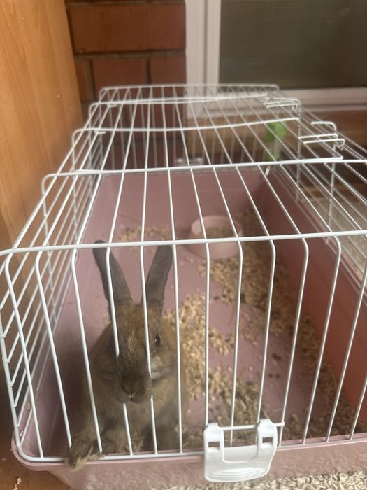 Продается кролик для дома