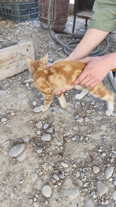 Отдаю котенка (кошечка)
