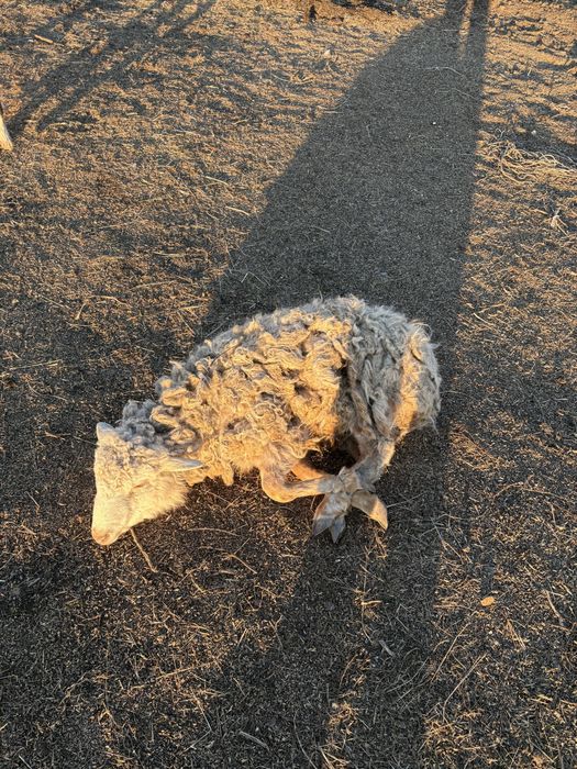 Продам баранов 2