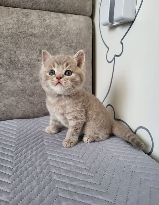 Бритачики . Чистокровные.