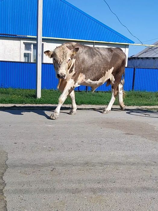 Продам быка производиль