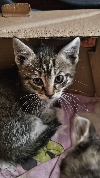 Отдам котят в добрые руки!