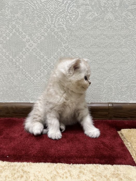 Шиншилла сотилади