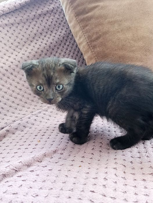 Отдадим котят в добрые руки