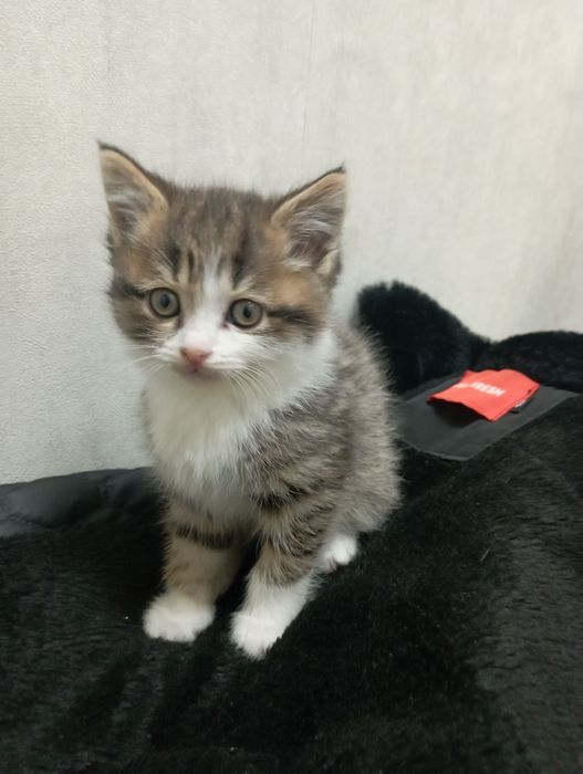 Продам кошки 100 000 сум