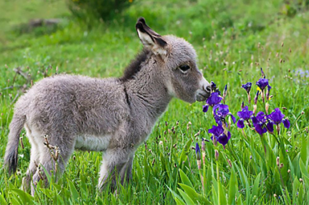 Lapte de Măgăriță