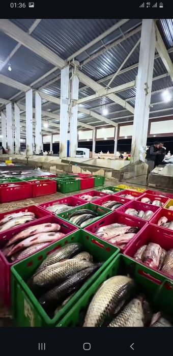 Рыба Оптом ,  Привозим Заказ До  Вашего Дома ,Качество и Свежесть Рыбы