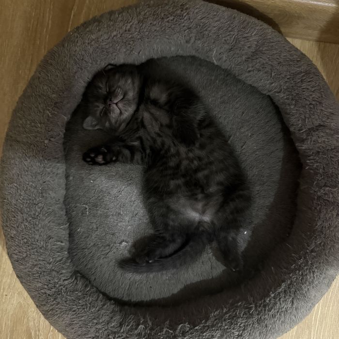 продаются шотландские котята