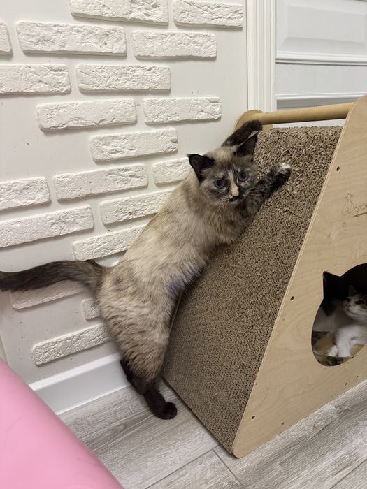 Кошка Мишель ищет свою семью.