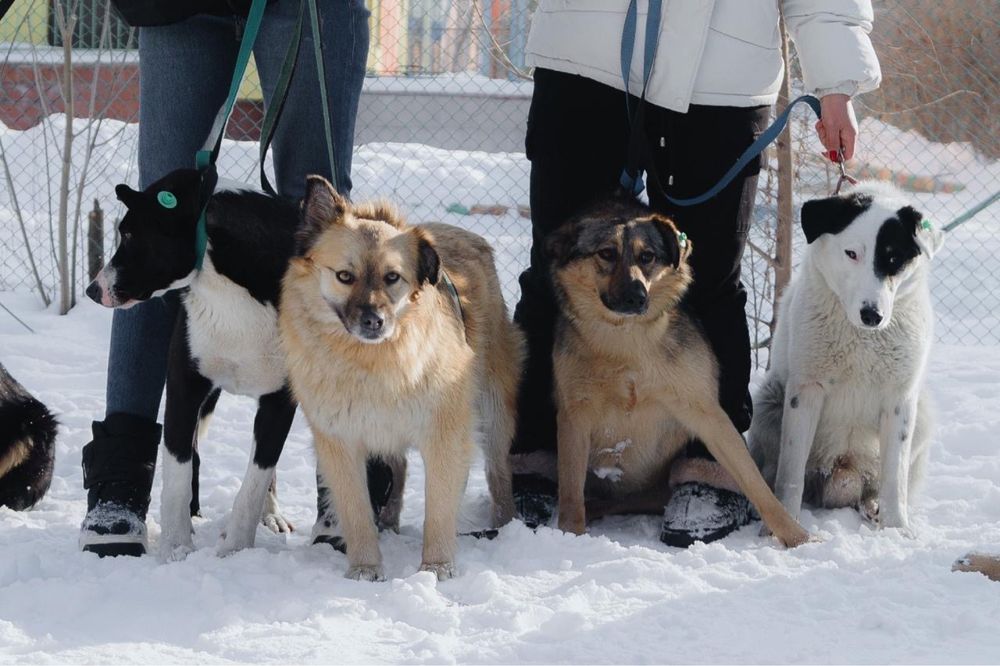 Отдам в хорошие руки