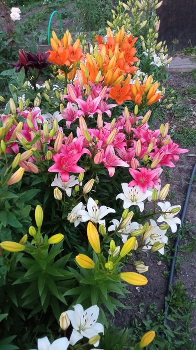 Продам дачу, реальному покупателю торг