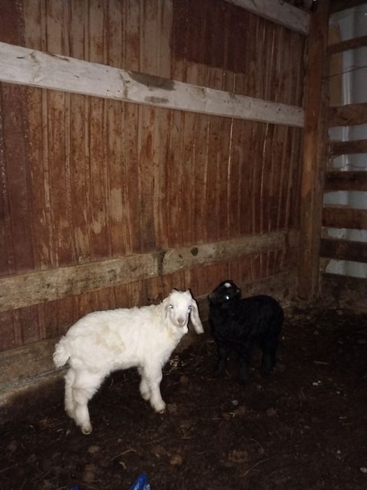 Барашка и сыновья