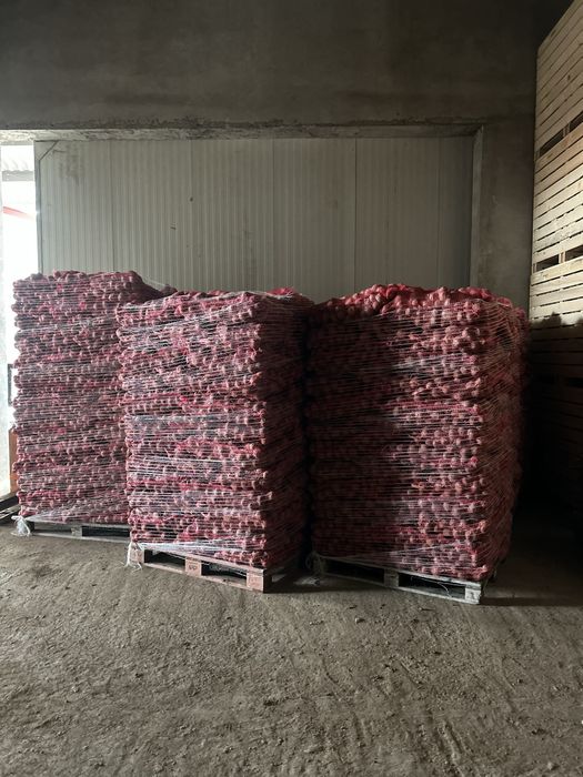 cartofi roșu Bellaroza