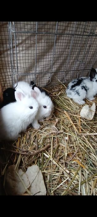 Iepurasi mini cap de leu