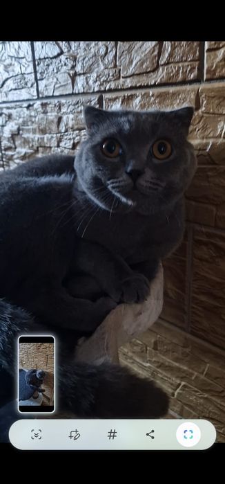 Отдам в хорошие руки