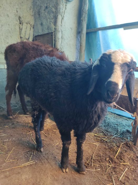 Barra QO'CHQORlar sotilladi EGIZAK