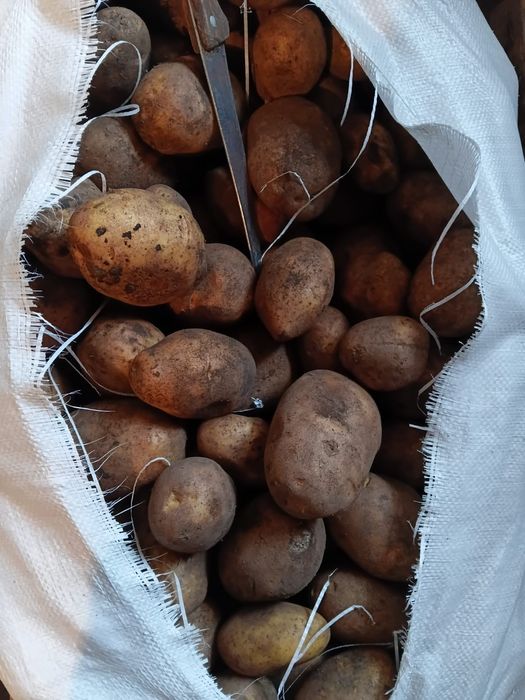 Продаётся картошка