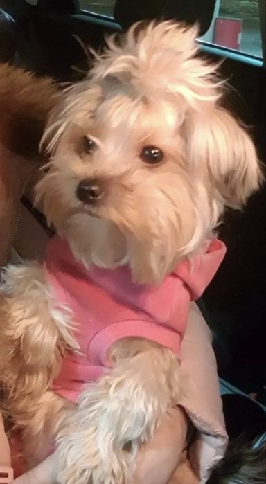 Щенок йоркширский терьер