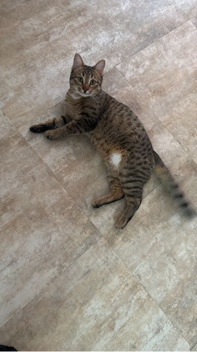 Отдам котенка в очень добрые руки