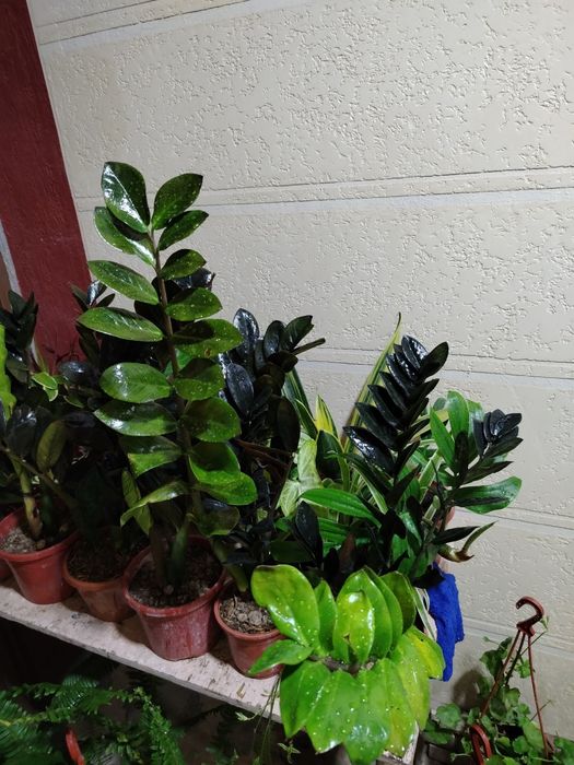 Замиокулькас, комнатные растения, цветы, гуллар