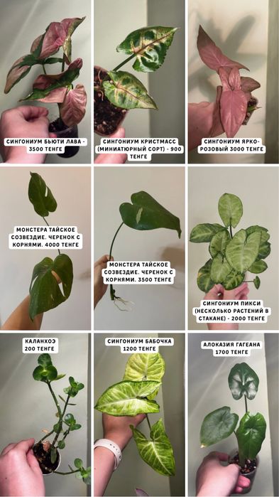 Разные комнатные растения