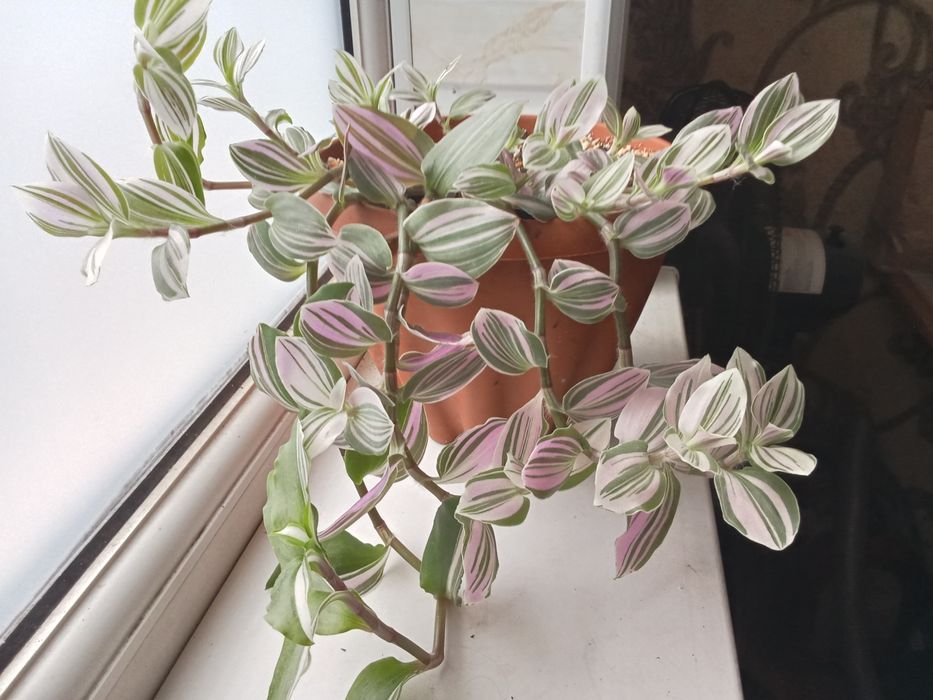 Продам комнатные цветы