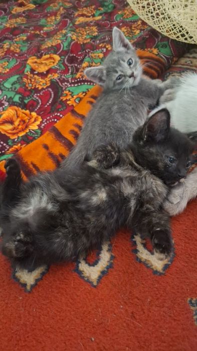 Бесплатно отдам котят